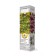 Actinidia hybrid "fragrant", 1 pc, tube, spring 2025