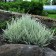 Bukharnik soft albarigatus, C2 pot, H10-50 height, 1 pc, summer 2024