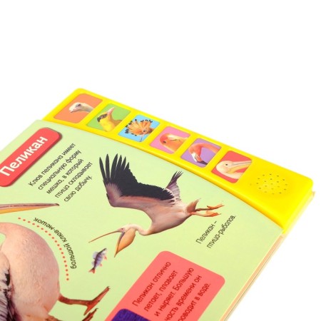 Musical book "Exotic Birds", 12 p.-2