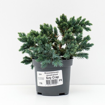 Juniper scaly "Blue Star", P9, 1 pc, summer 2024