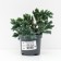 Juniper scaly "Blue Star", P9, 1 pc, summer 2024