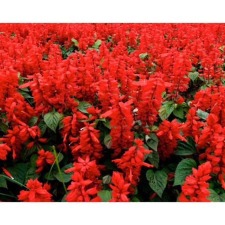 Flower seeds Salvia Red Alert 1000 pcs