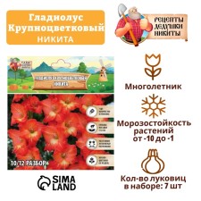 Гладиолус Крупноцветковый "Никита", р-р 8/10, 7 шт,