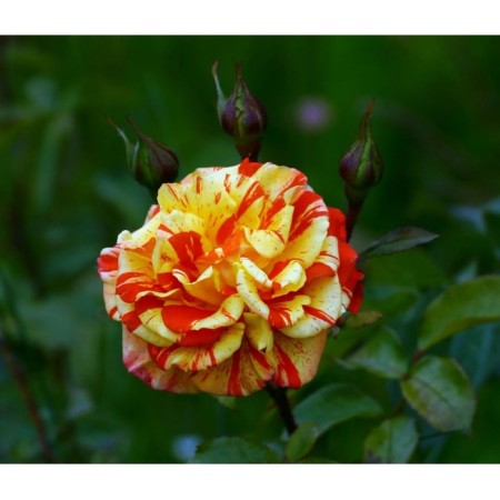 Rose Floribunda Papajina, C3.5 pot, H25-45, 1 pc, summer 2024