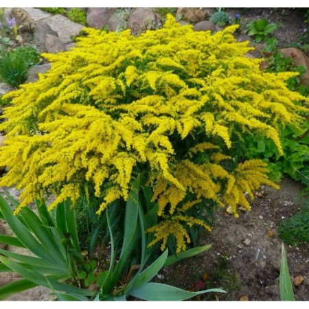 Goldennik Canadian patio, C2 pot, 1 pc, summer 2024
