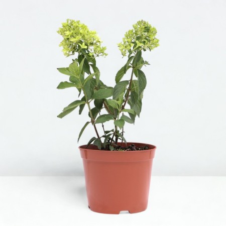 Hydrangea blizzard Little Freis, C3 pot, H10-50 height, 1 pc, summer 2024-1