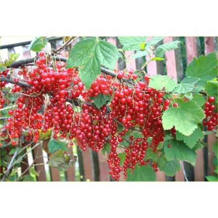 Currant Red Jonker Van Tets, C5 Pot, Stamp 60-80, 1 pc, Summer 2024