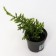 Juniper scaly "Dream Joy", P9, 1pc, h 3-20 cm, summer 2024