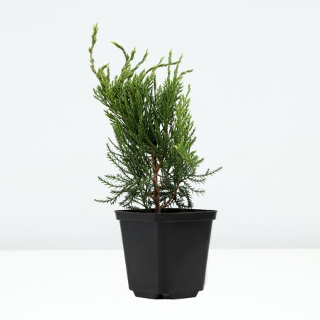 Juniper Cossack "Knap Hill", P9, 1 pc, spring 2024-1