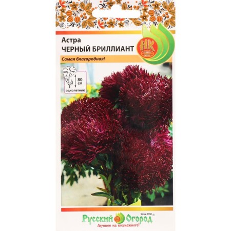 Flowers of Astra "Black Diamond", 50 pcs-2