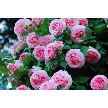 Sahenian Rose Shrab (Kustovaya) Pierre Gasy, 1 pc, Spring 2024