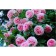 Sahenian Rose Shrab (Kustovaya) Pierre Gasy, 1 pc, Spring 2024