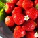 Frigi Rumba Strawberry seedling (Rumba) a (9-15 mm), 5 pcs