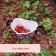Container for collecting berries, 3 l, "berry", white