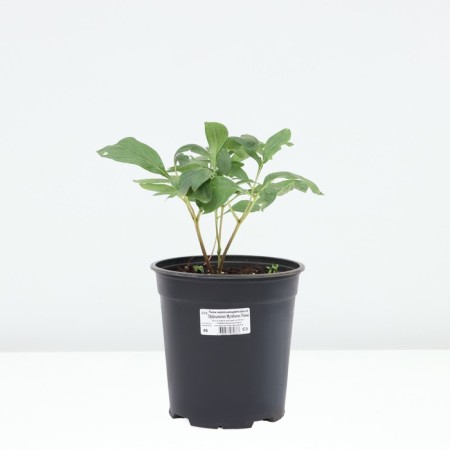 PION Milk -flowered Office Mutabilis captivity, pot C3, 1 pc, Summer 2024-2