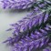 Artificial plant for the creativity of "lavender" 1 bouquet = 6 branches lilac 14 cm