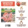 Amarillis Terry "Dancing Queen", rr 22/24, 1 pc,