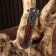 The folding "royal" semi -automatic knife, 22.7 cm, blade 9.3cm