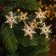 A set of decorative clothespins with “snowflakes” backlight 12 × 8 cm, set 6 pcs.