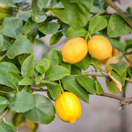 Citrus "Lemon Meyer", tube, 1 pc, spring 2025