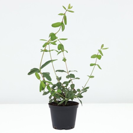 Honeysuckle edible Bakcharsky giant, C2 pot, H20-40 Height, 1 pc, summer 2024-1