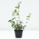 Honeysuckle edible Bakcharsky giant, C2 pot, H20-40 Height, 1 pc, summer 2024
