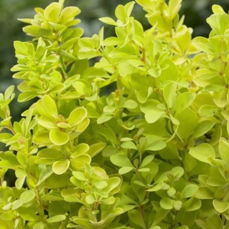 Barberry Tunberg Golden Pillar, pot C2, 1 pc, summer 2024