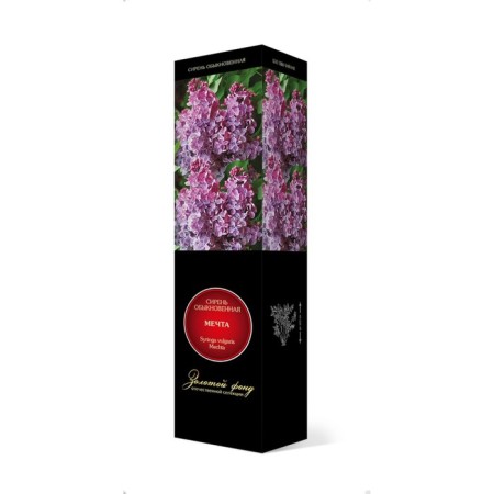 Ordinary Lilac "Dream" 1 pc, tube, spring 2025