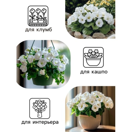 Seeds of indoor flowers Gloxinia "Empress White", F1, 5 pcs.-2