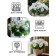 Seeds of indoor flowers Gloxinia "Empress White", F1, 5 pcs.