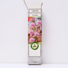 Sakura (decorative cherry) 