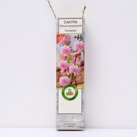 Sakura (decorative cherry) "Tsrodori", 1 pc, tube, spring 2025