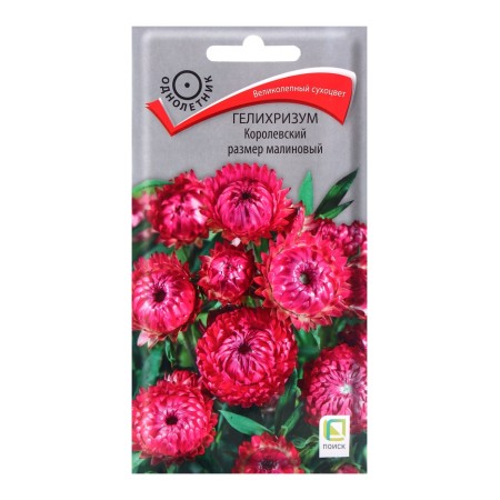 Seeds of flowers Helichrizum royal size raspberry, 0.1 gr