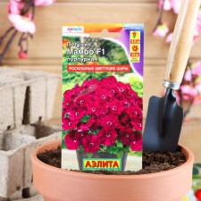 Petunia Mambo F1 Purple multi -flowered, 7 pcs