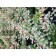 Barberry Tunberg Kelleris, C2 pot, H10-50 height, 1 pc, summer 2024