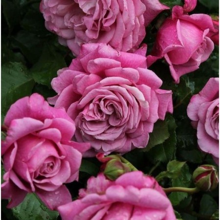 Seedling rose Parkovy "Agnes Shilliger", tube, 1 pc, spring 2025