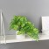 Bonsai in the pot "Diffenbachia Elegant" 9x19 cm, green