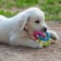 Chewing toy "Always together!", TPR, 3 rings of 8 cm, blue/pink/yellow