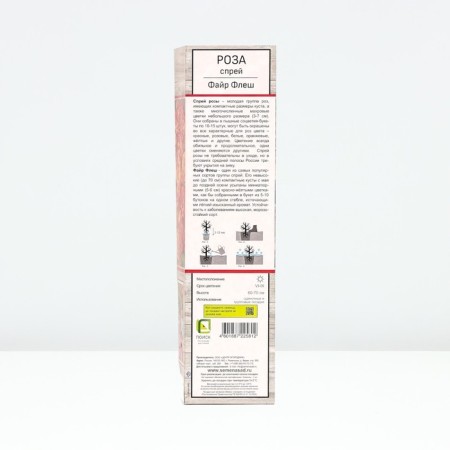 Seedling rose spray "fire flash", tube, 1 pc, spring 2025-1