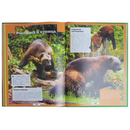 Animals of our planet. Koshevar D.V., Papunidi E.A.-3