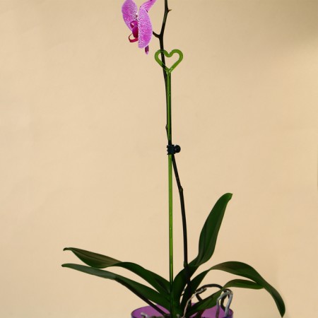 Support for orchids, h = 44 cm, plastic, green, mix