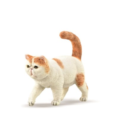 Figure "Exotic short -haired cat", s