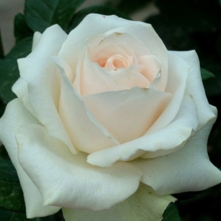 Seedling rose Claire ocean, tea-hybrid, pot 2 l., Summer 2024
