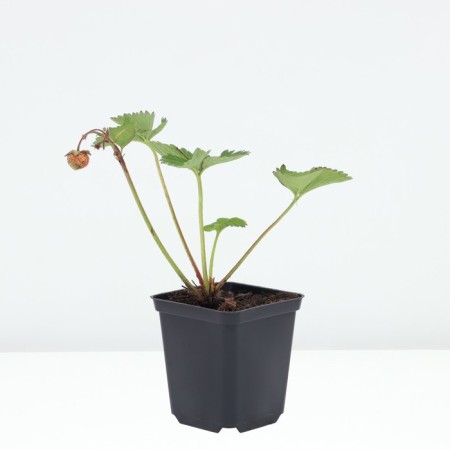 Strawberry Garden Roxan NF 205, P9 Pot, 1 pc, summer 2024-1