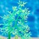 The plant is artificial aquarium, luminous, 10 cm, green