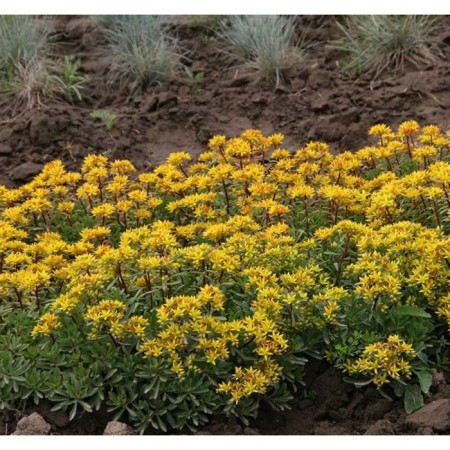 Colorbow peeling, P9 pot (readiness June), 1 pc, spring 2024