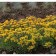 Colorbow peeling, P9 pot (readiness June), 1 pc, spring 2024