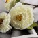 Artificial flowers "Eustoma Rosanna" 70 cm, white