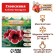 Gloxinia "Kaiser Friedrich", rr 5/6, 2 pcs