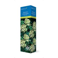 Small hydrangea (Northern Garden series) 